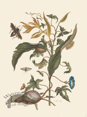 Merian Metamorphosis 41